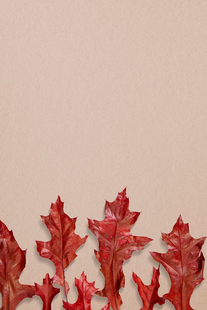 Autumn background, red oak leaves border