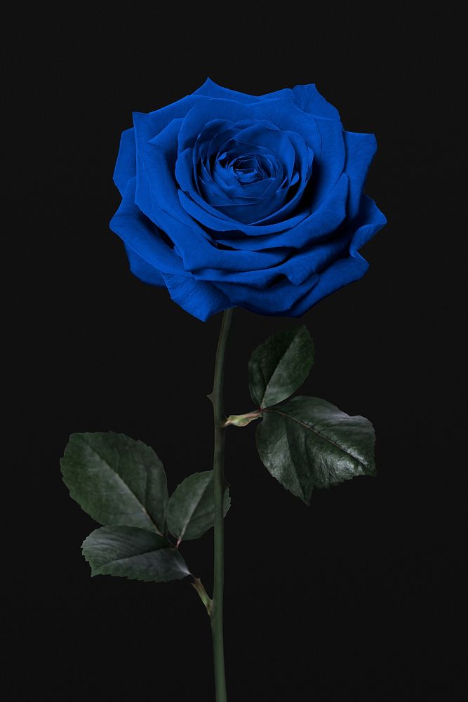 Blue rose background, design space