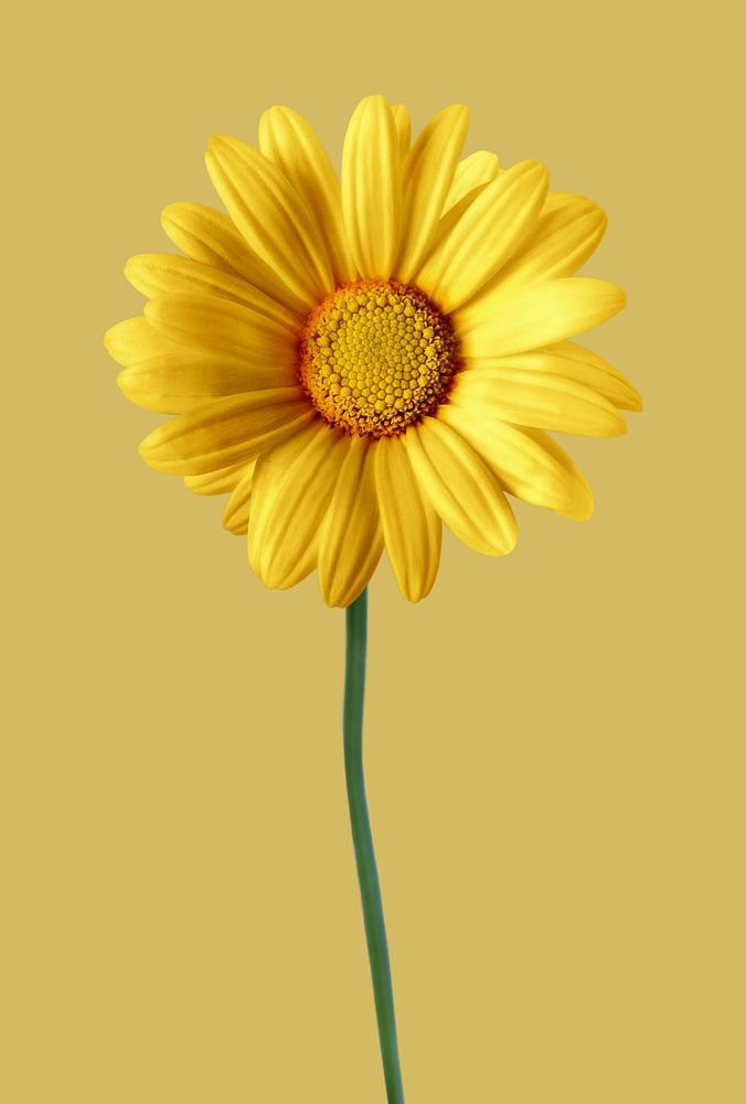 Beautiful blooming yellow daisy flower