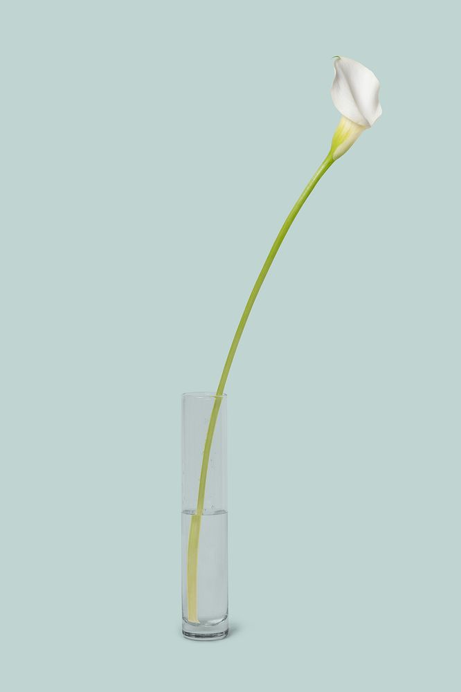 White calla lily in glass vase, isolated object design psd