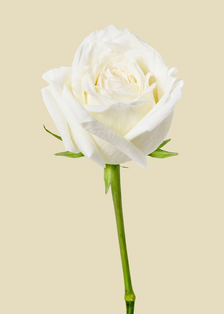 Beautiful blooming white rose, valentine's flower