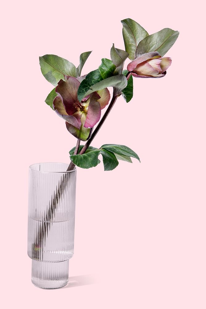 Pink flower in glass vase, isolated object design psd