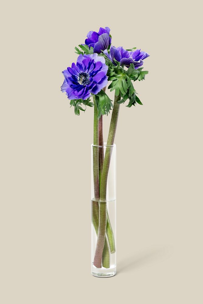 Anemone in glass vase, isolated object design psd