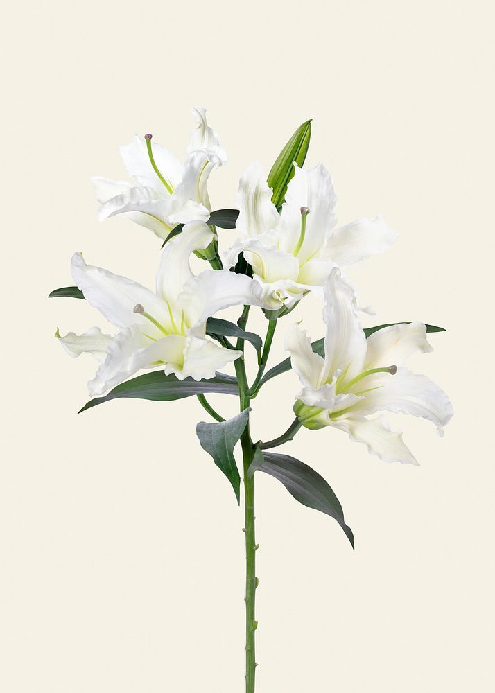 Beautiful blooming white lily flower