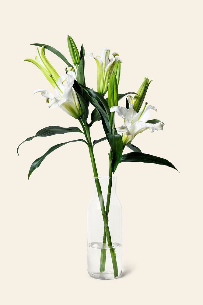 White lily in glass vase, isolated object design psd