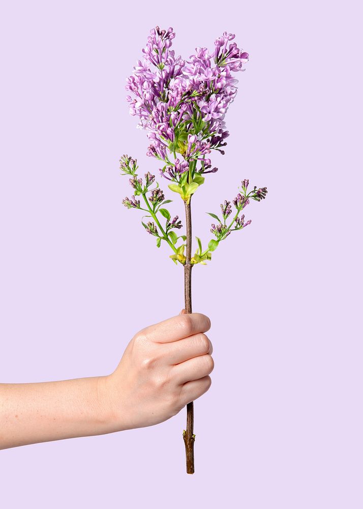 Lilac held by hand, collage element psd