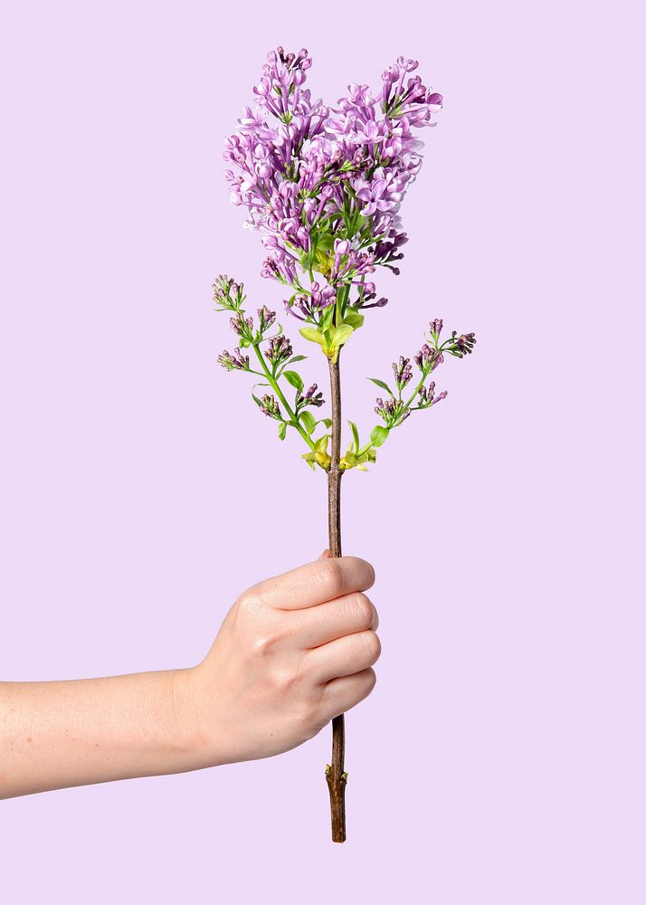 Pink lilac held by hand