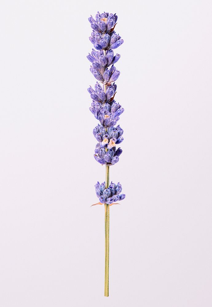 Purple lavender, collage element psd