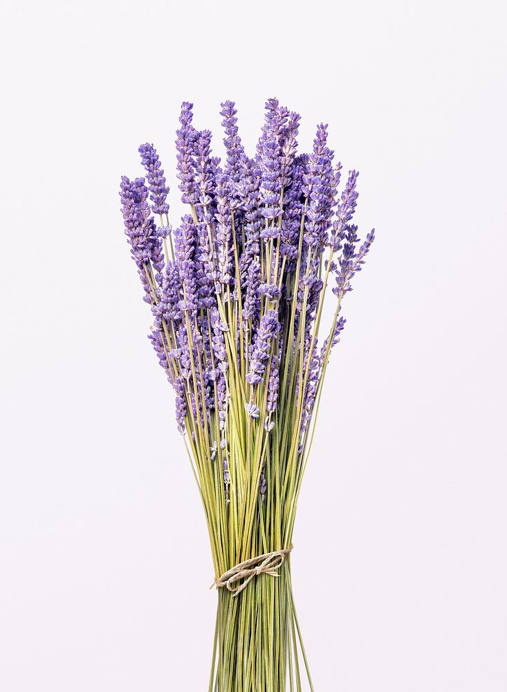 Beautiful blooming purple lavender flower