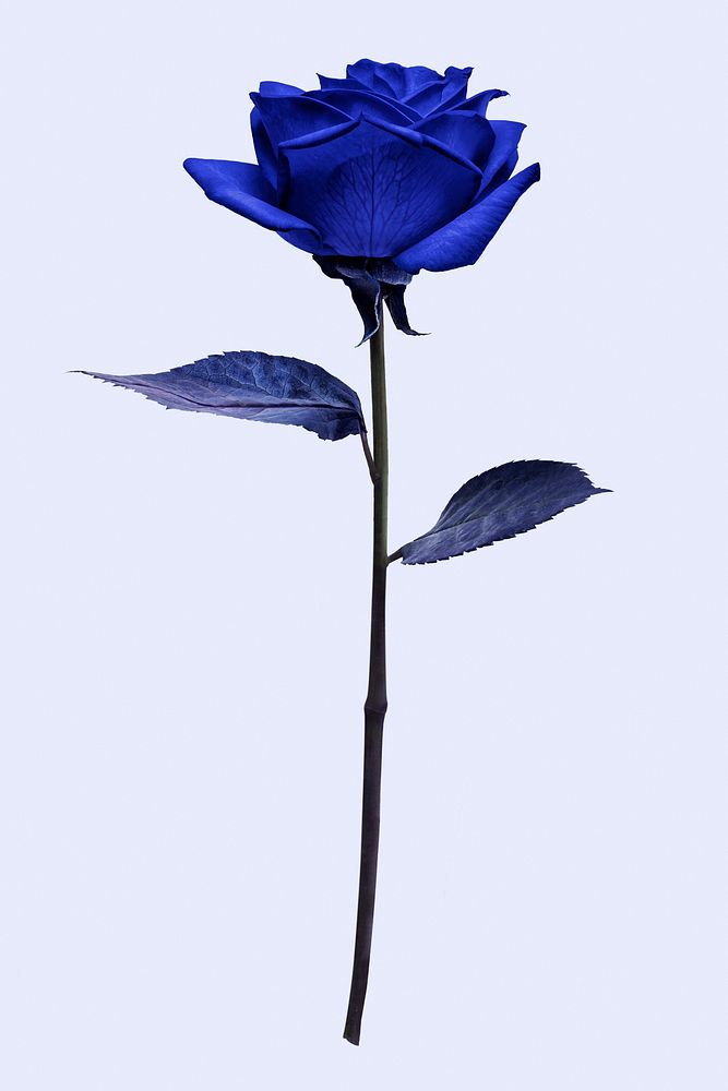 Blue rose flower, isolated object psd