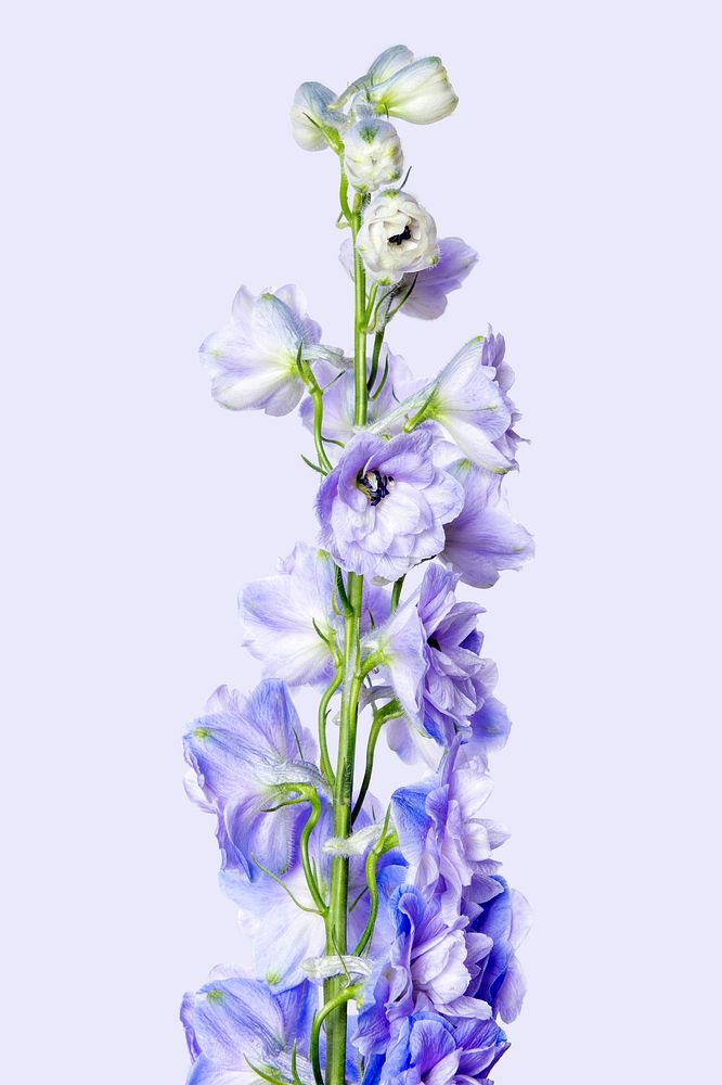 Purple delphinium flower, collage element psd