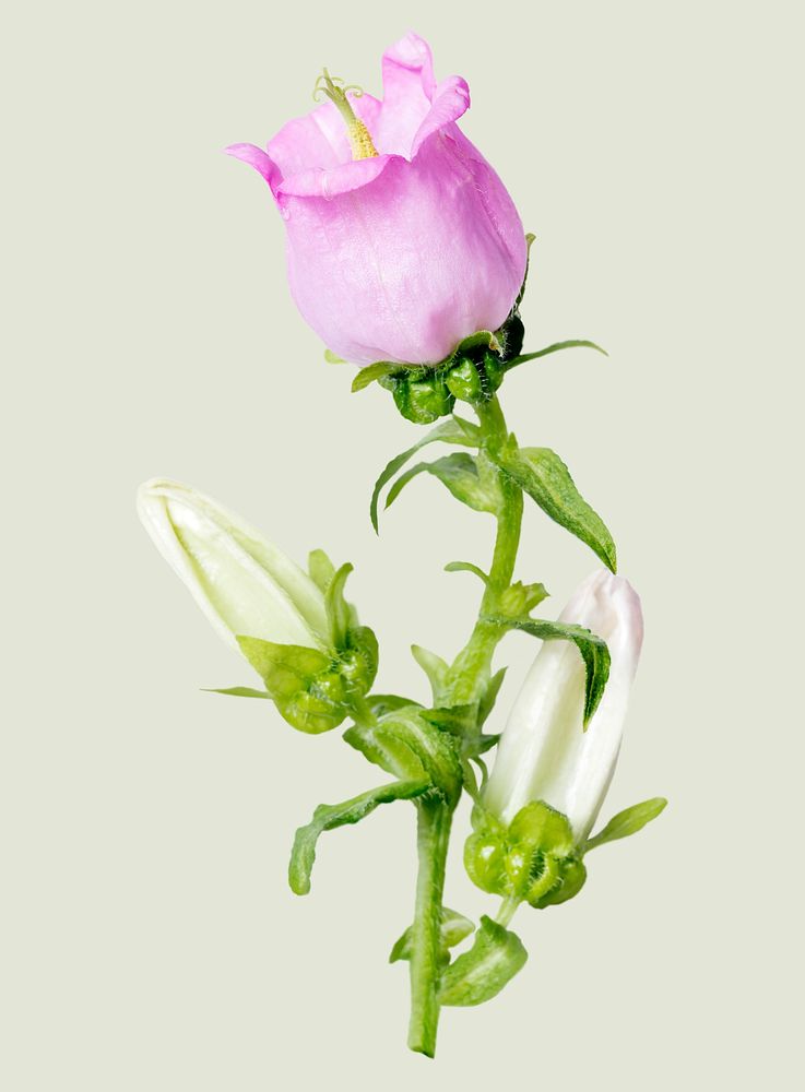 Pink campanula, collage element psd