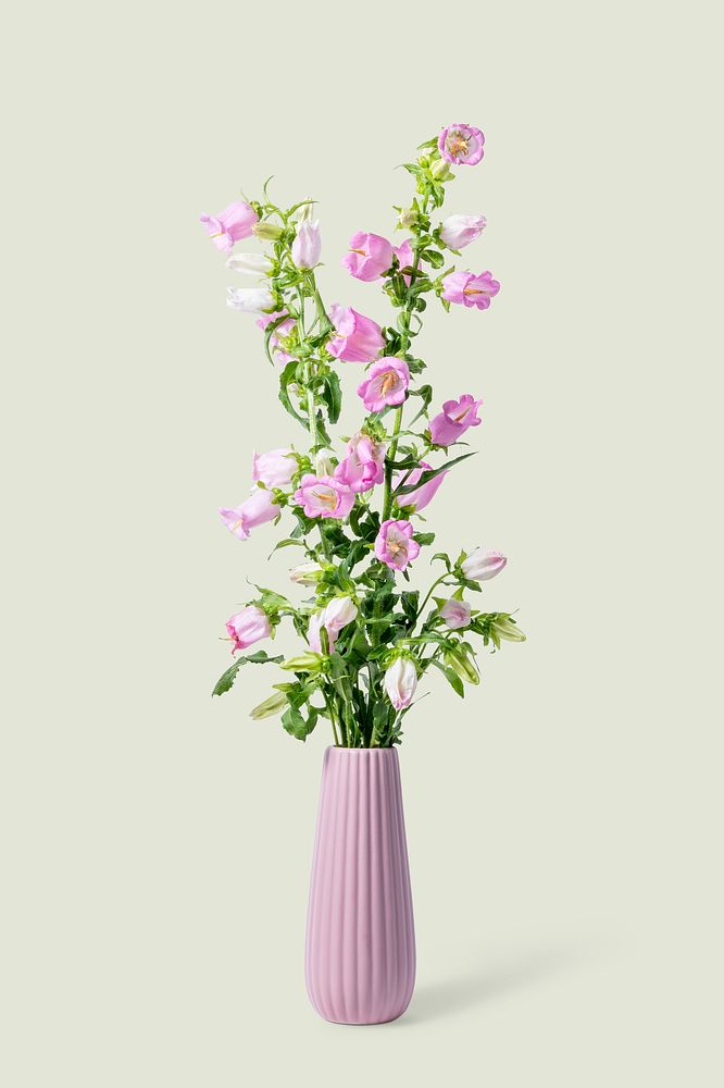 Canterbury bells in pink vase, isolated object design psd