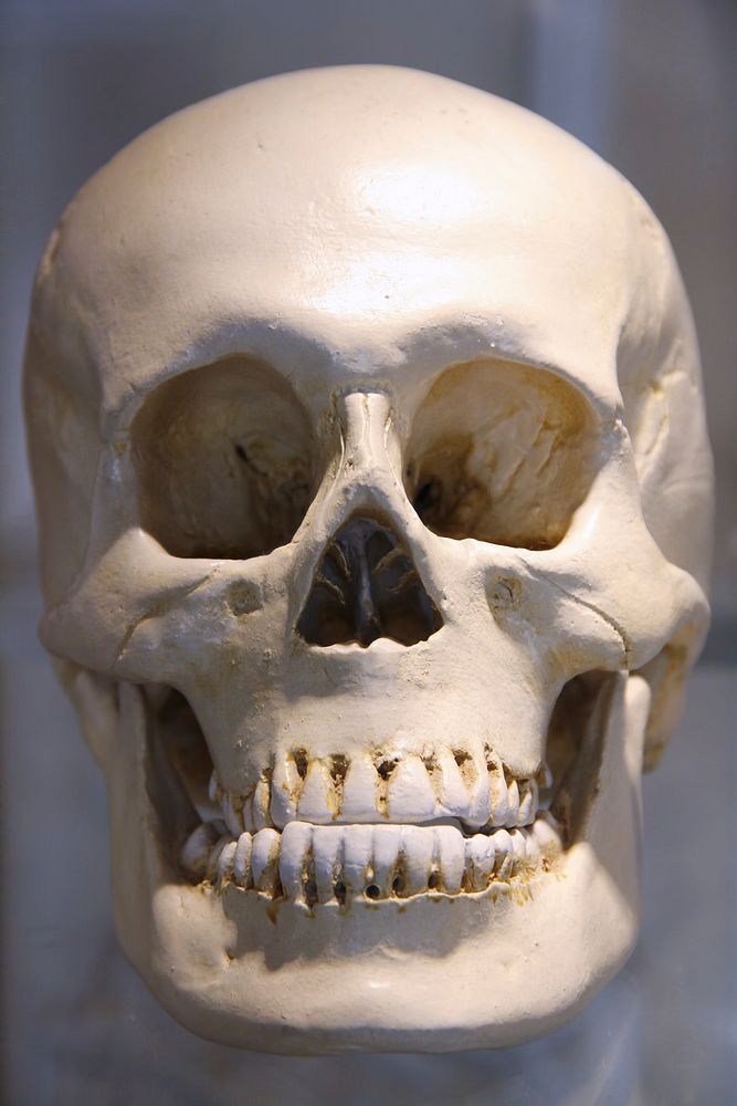 Free human skull photo, public domain skeleton CC0 image.