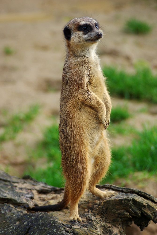 Free meerkat image, public domain animal CC0 photo.