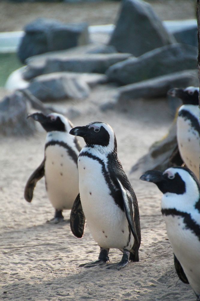 Free penguin walking image, public domain animal CC0 photo.