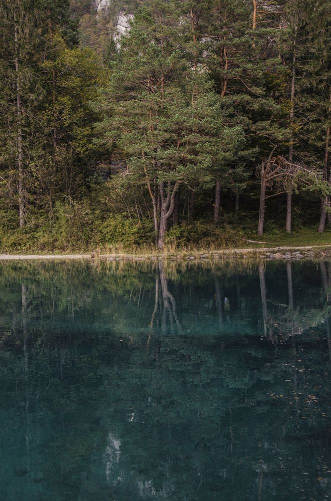 trees reflected onto a lake, free public domain CC0 photo