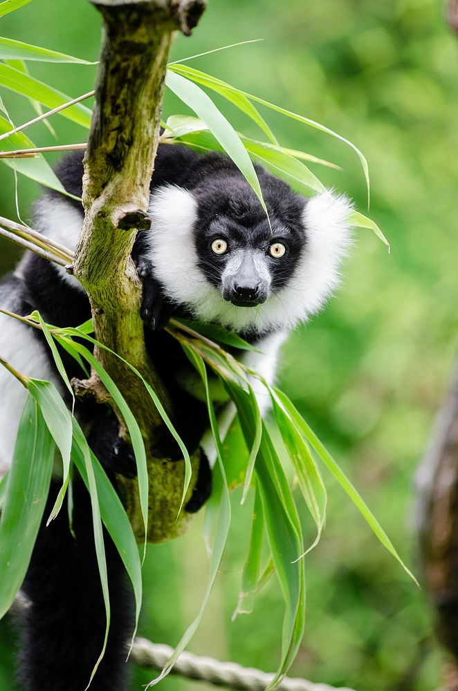Black and white ruffed lemur in jungle image, public domain animal CC0 photo.