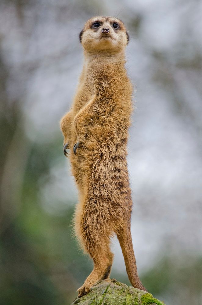 Free meerkat image, public domain animal CC0 photo.