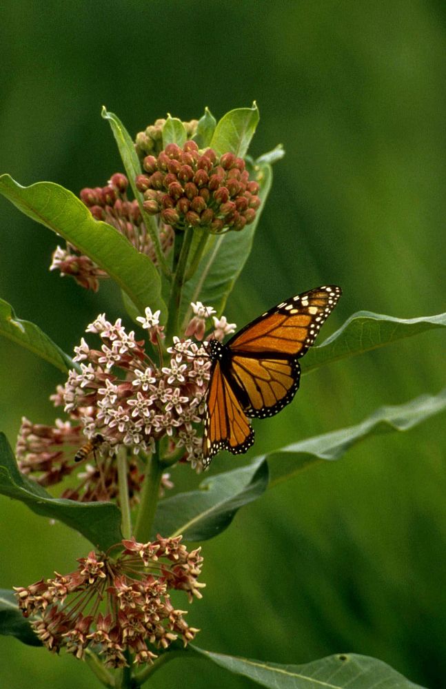 Free monarch butterfly image, public domain animal CC0 photo.