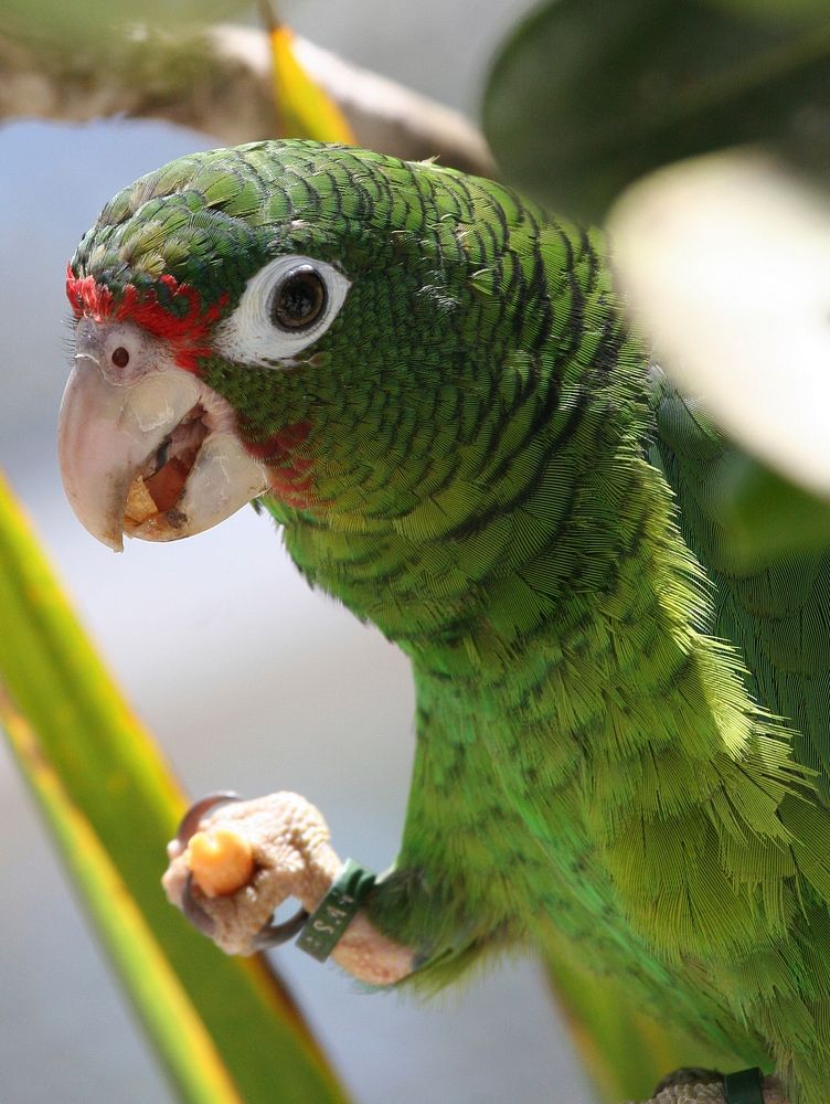 Free close up green parrot image, public domain animal CC0 photo.