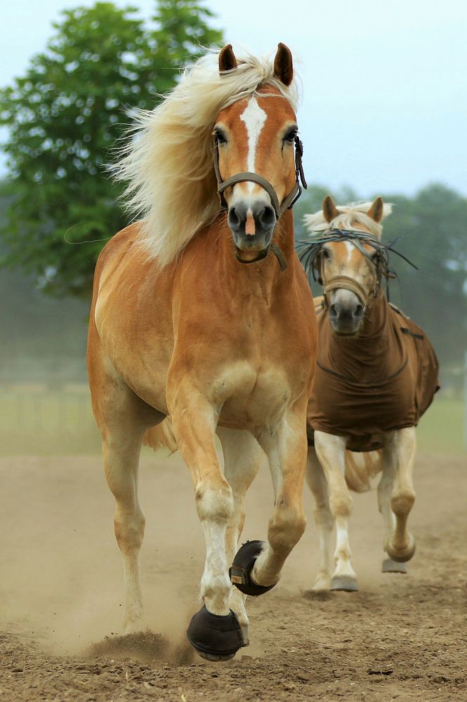 Free brown horses galloping image, public domain animal CC0 photo.