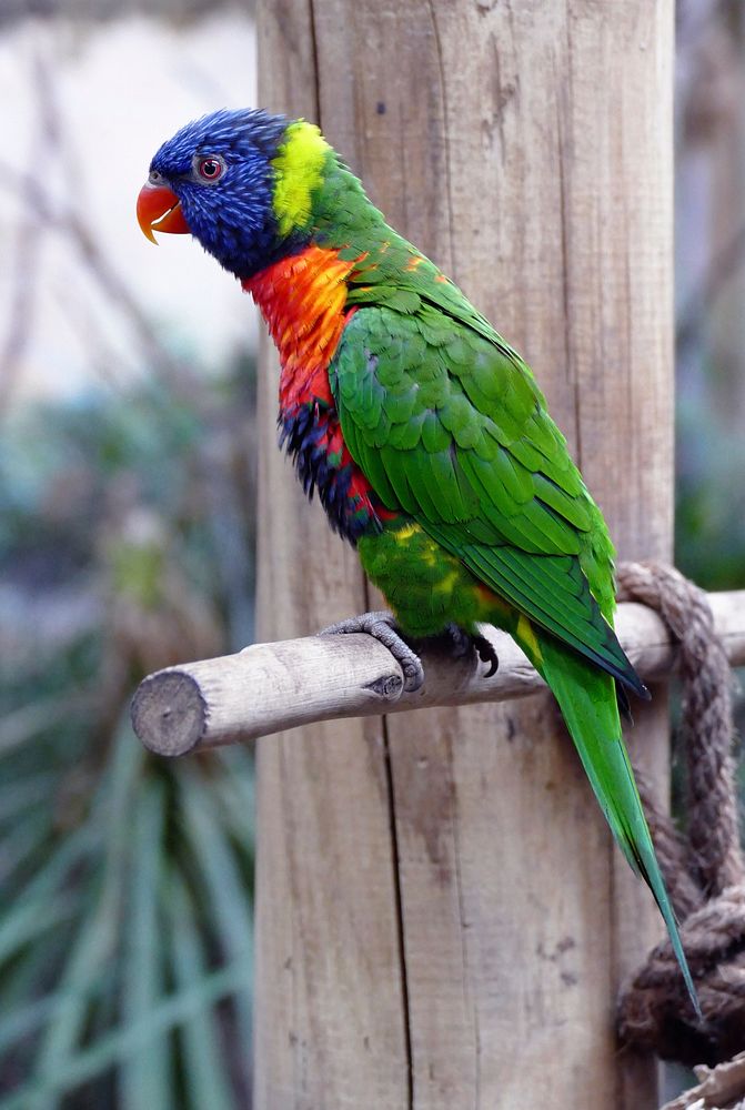 Free rainbow lorikeet on a branch portrait photo, public domain animal CC0 image.