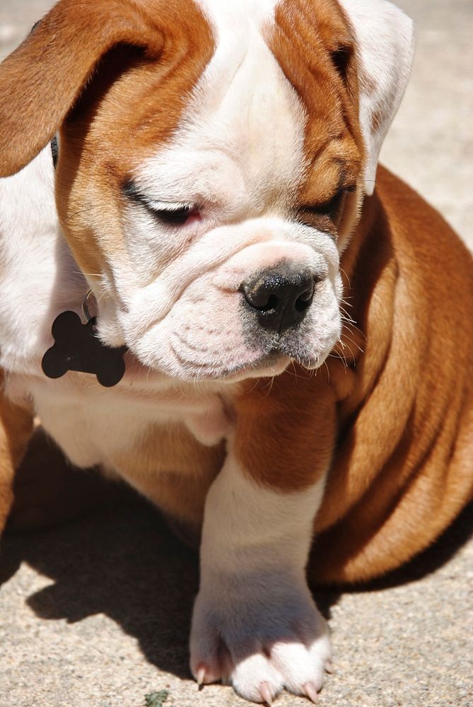 Free cute Bulldog image, public domain pet CC0 photo.