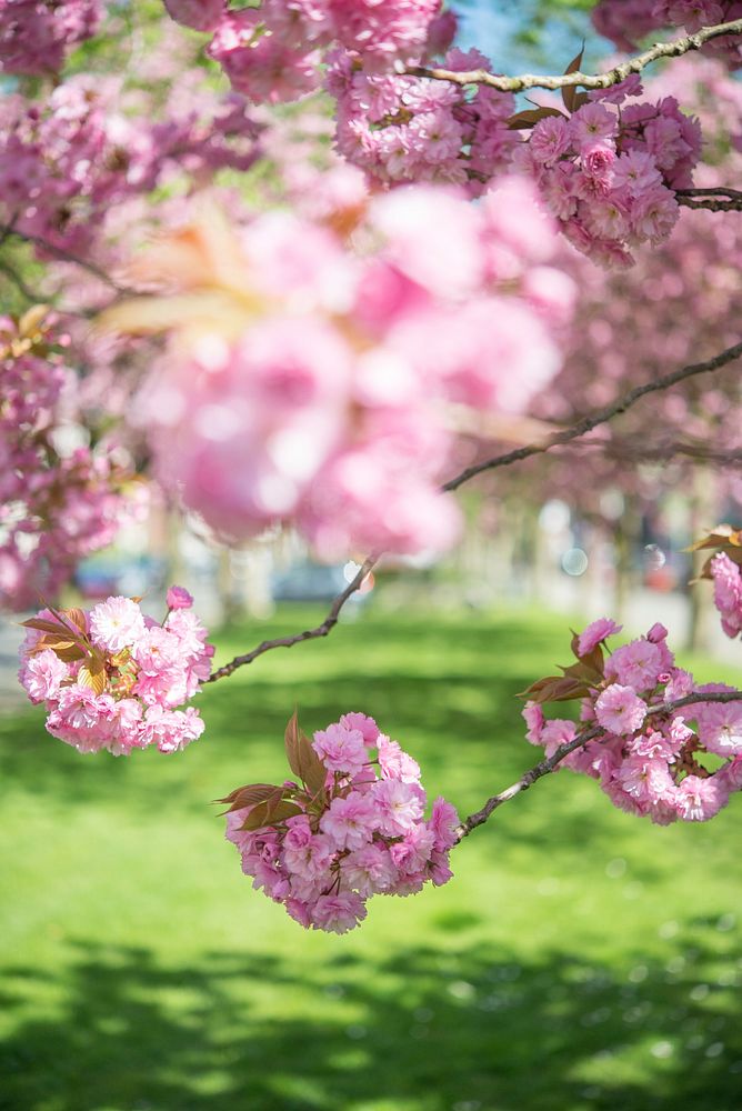 Free pink cherry blossom background image, public domain flower CC0 photo.