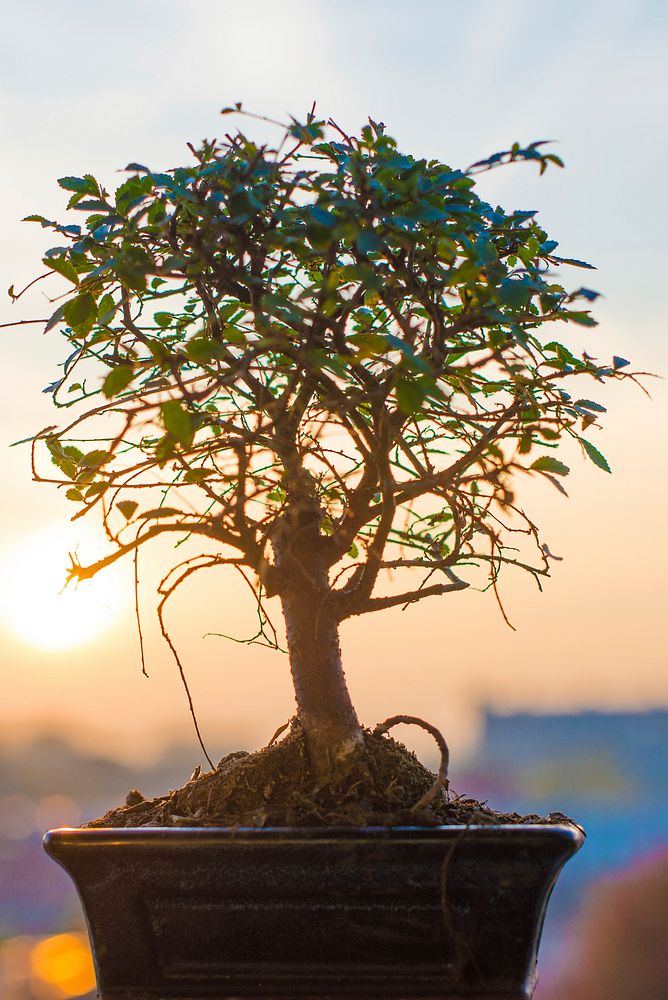 Small bonsai tree, free public domain CC0 image.