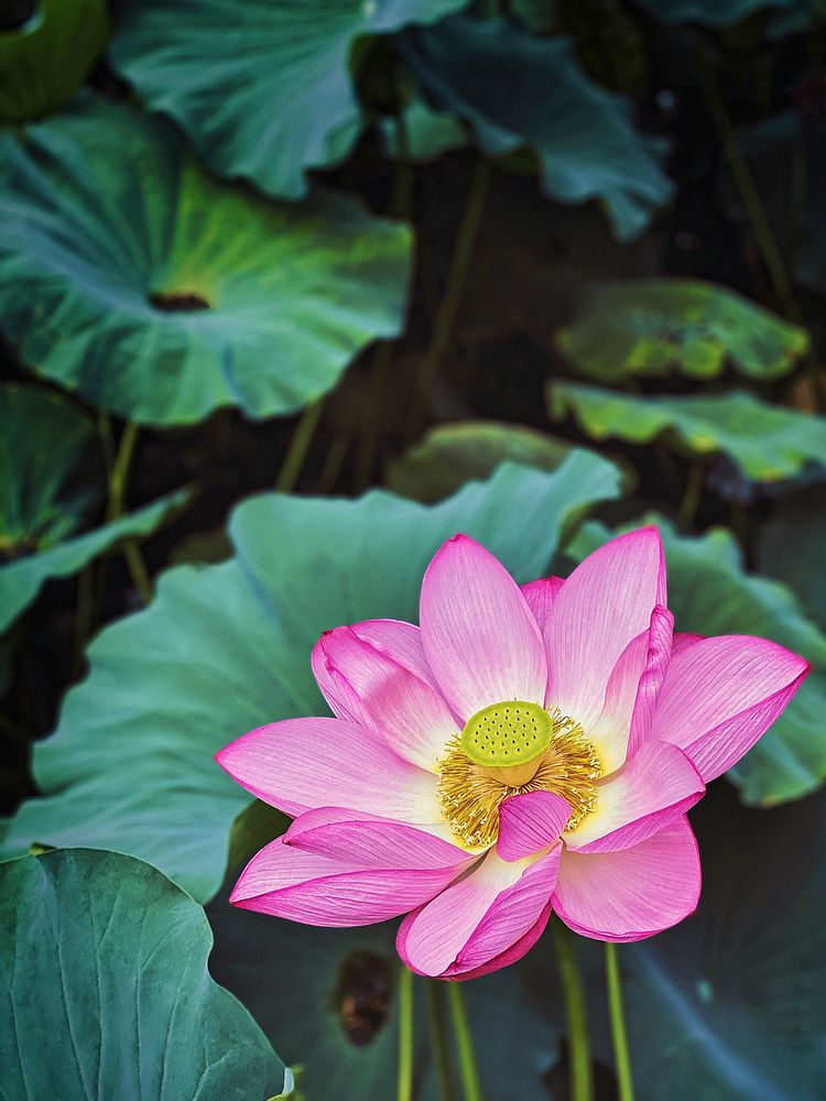 Lotus Flower Blooming, Shinobazu Pond, Tokyo, Japan