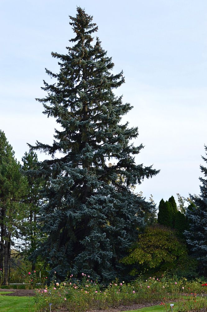 Closeup on evergreen tree during daytime. Free public domain CC0 photo.
