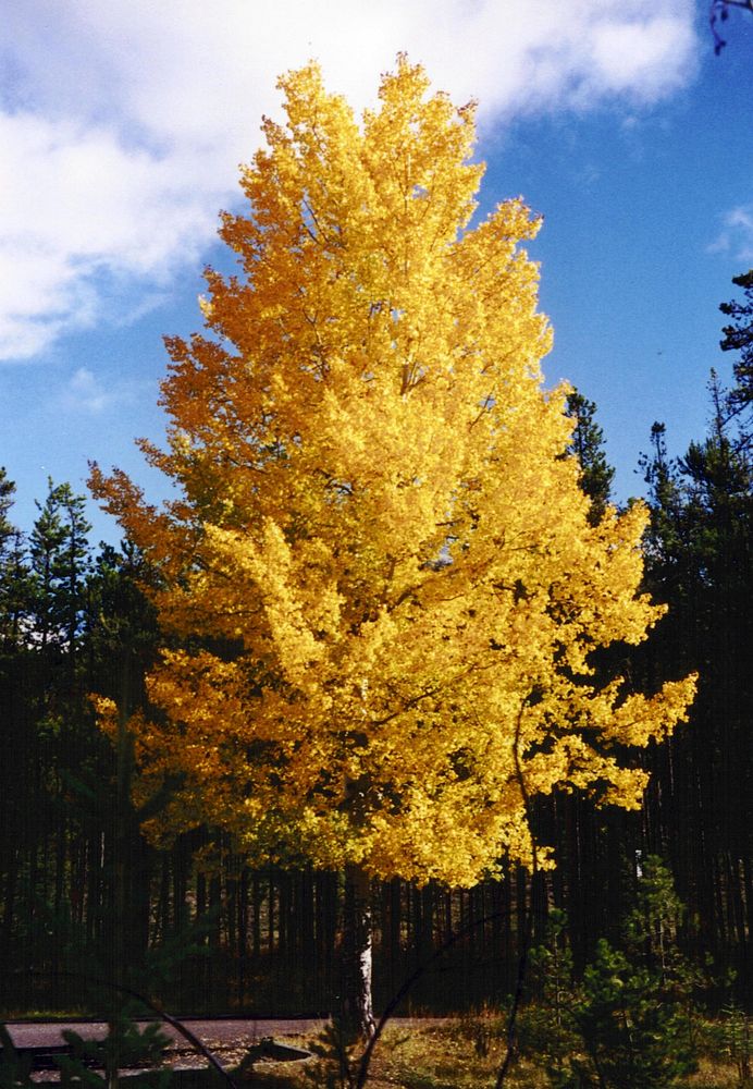 Aspen tree howing autumn foliage , Jasper National Park, Alberta, Canada. Free public domain CC0 photo.