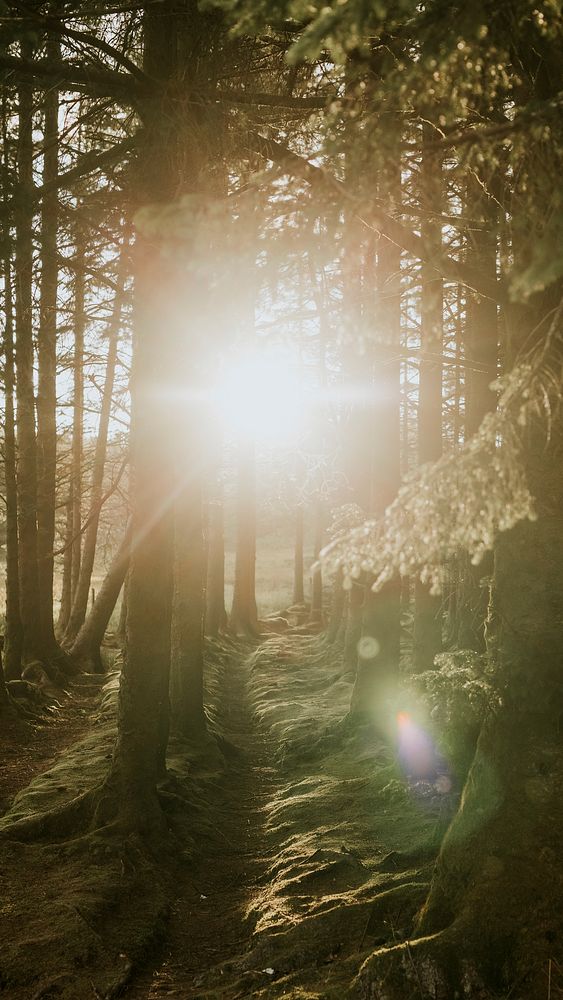 Aesthetic forest mobile wallpaper, Fairy Pools at Isle of Skye, Scotland