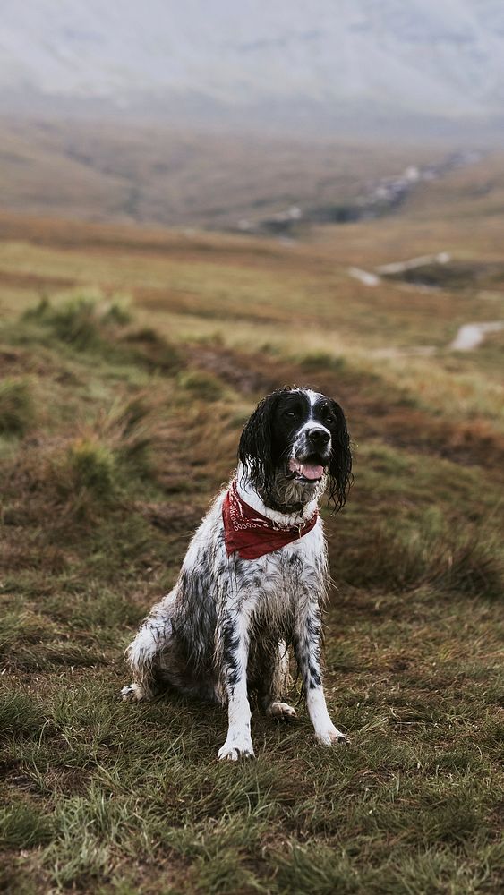 Cute dog iPhone wallpaper, travel in the Scottish Highlands