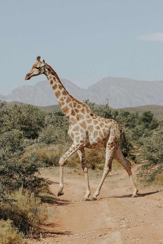 Giraffe. Original public domain image from Wikimedia Commons