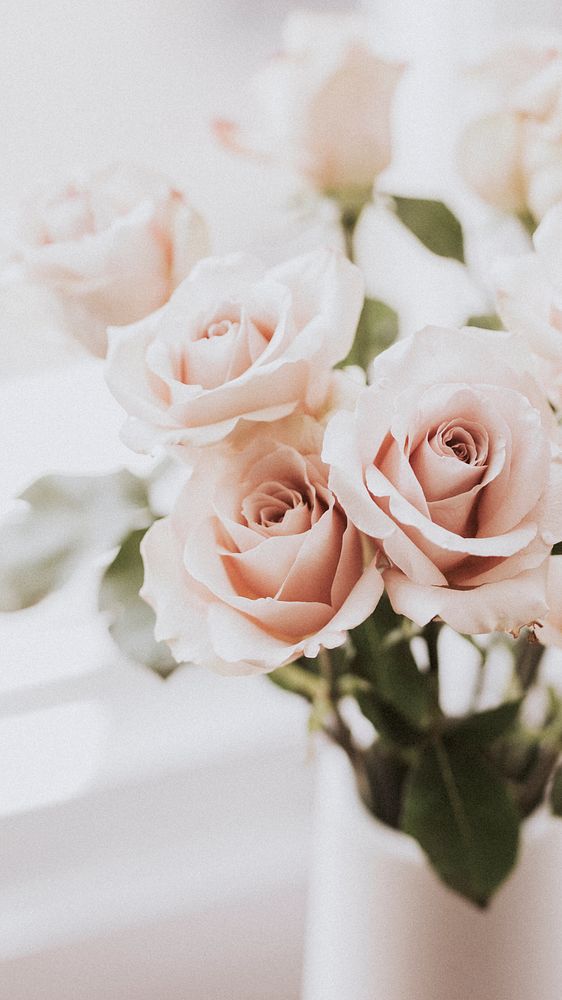Pink roses by the window mobile phone wallpaper