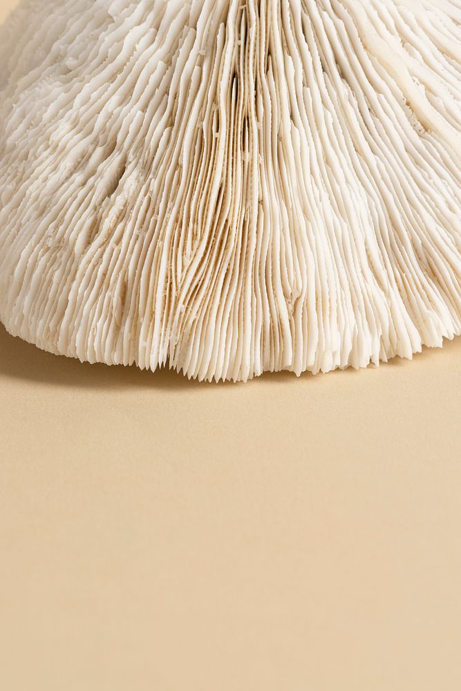 Natural coral on beige background