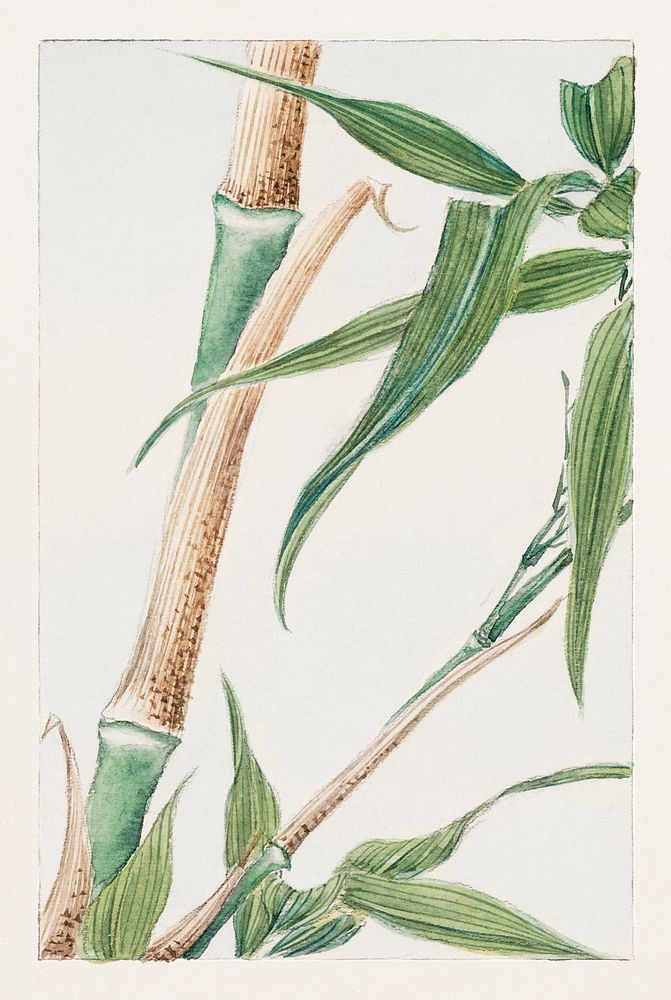 Japanese Bamboo during 1870&ndash;1880 by Megata Morikaga. Original from Library of Congress. Digitally enhanced by rawpixel.