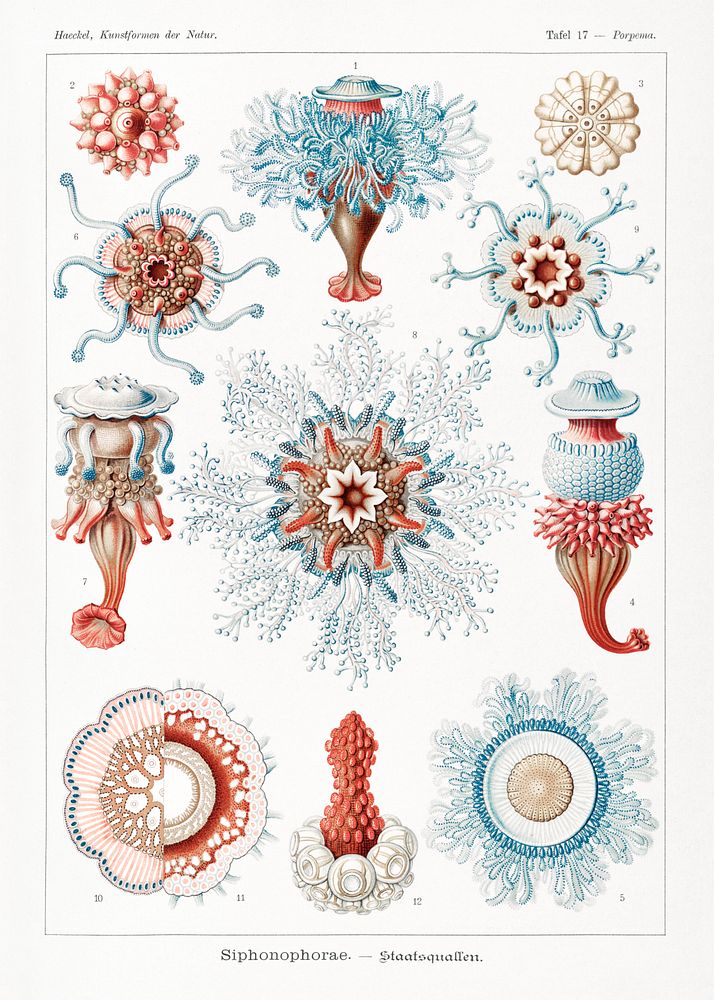 Siphonophorae&ndash;Staatsquallen from Kunstformen der Natur (1904) by Ernst Haeckel. Original from Library of Congress.…
