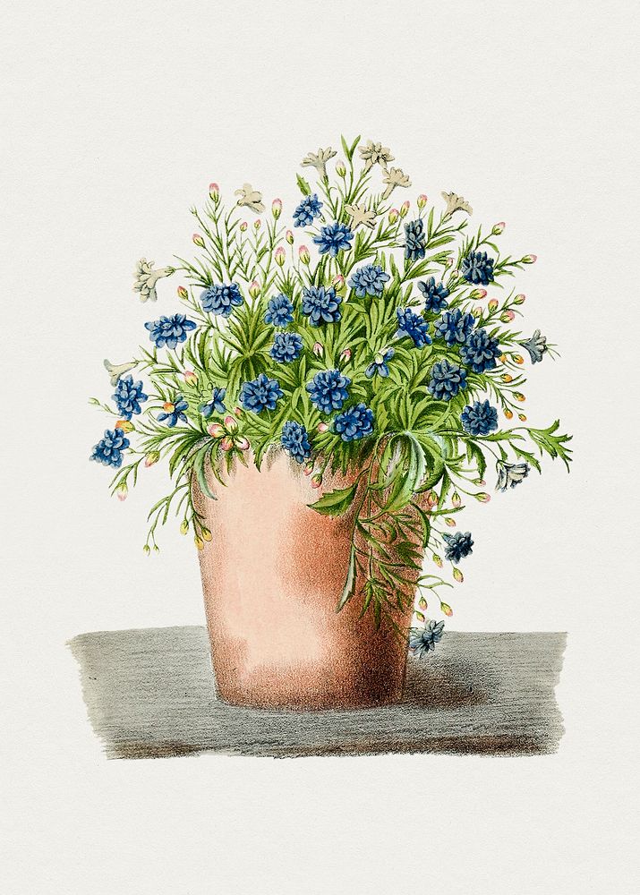 Hand drawn garden lobelia in a pot. Original from Biodiversity Heritage Library. Digitally enhanced by rawpixel.