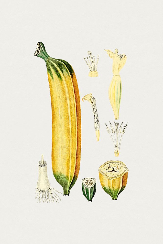 Hand drawn banana. Original from Biodiversity Heritage Library. Digitally enhanced by rawpixel.