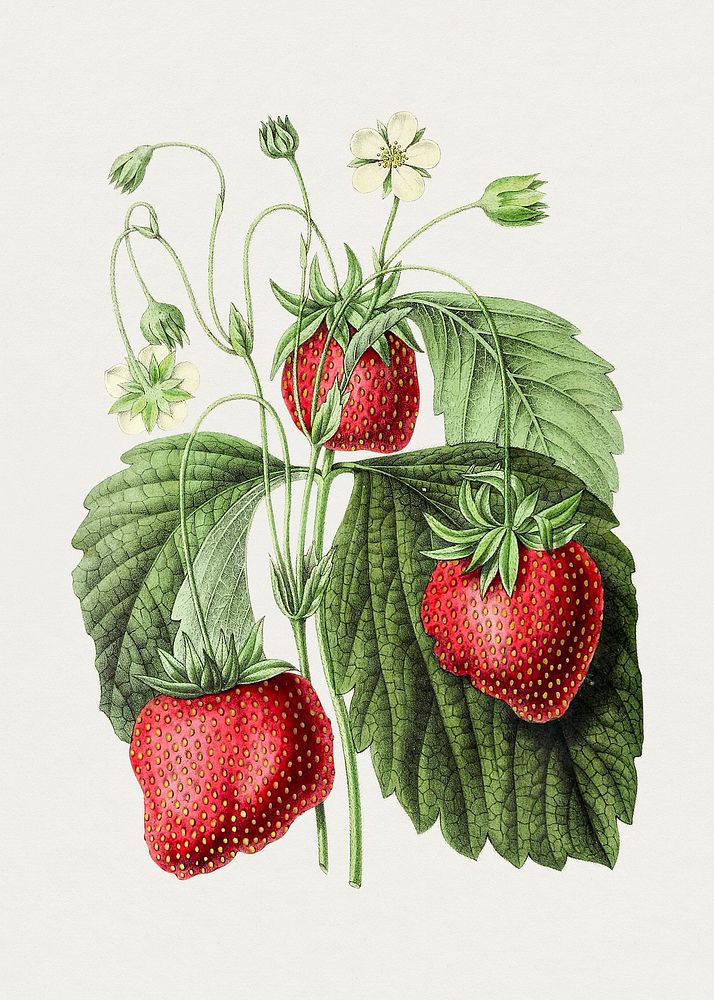 Vintage strawberry. Original from Biodiversity Heritage Library. Digitally enhanced by rawpixel.