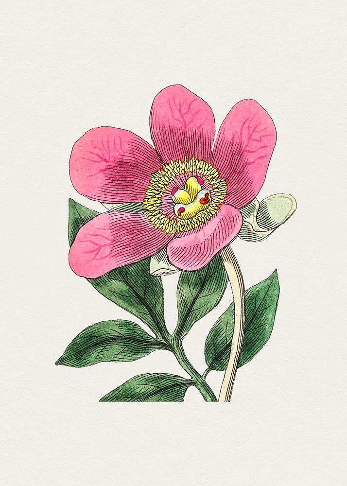Hand drawn pink peony. Original from Biodiversity Heritage Library. Digitally enhanced by rawpixel.