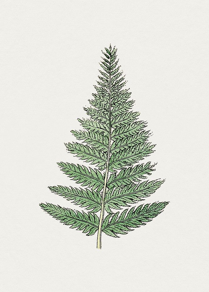 Hand drawn fern leaf. Original from Biodiversity Heritage Library. Digitally enhanced by rawpixel.