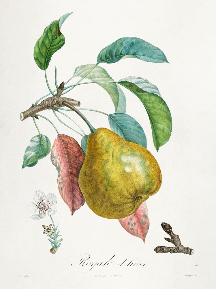 Trait&eacute; des arbres fruitiers: Royal d'hiver (1808&ndash;1835) print in high resolution by Henri-Louis Duhamel du…