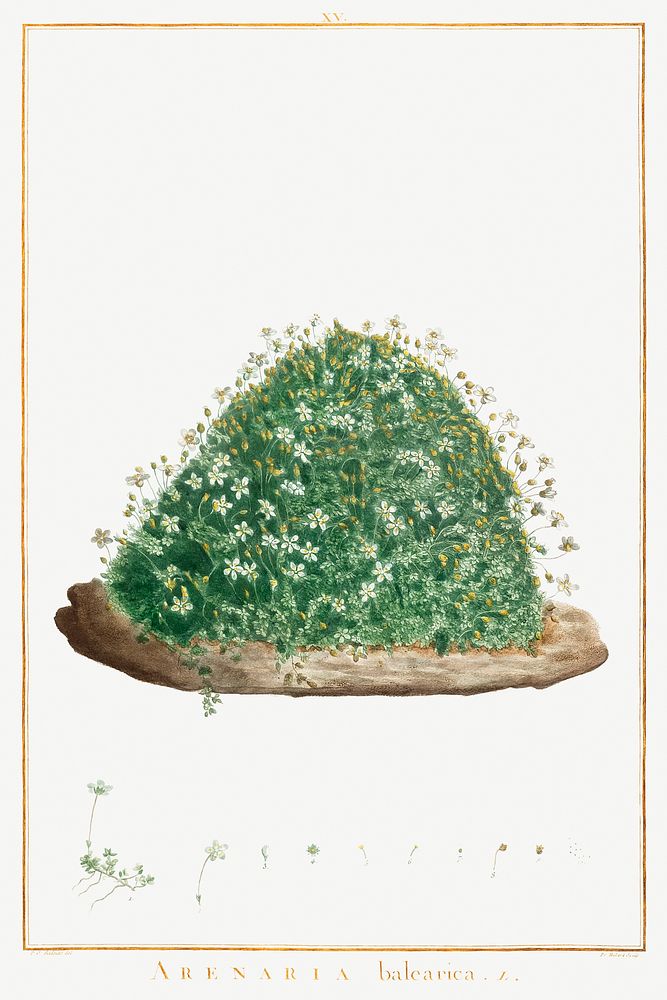 Arenaria Balearica Image from Stirpes Novae aut Minus Cognitae (1784) by Pierre-Joseph Redout&eacute; and Charles Louis…