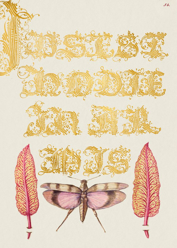 Chard Leaves and Red Winged Grasshopper from Mira Calligraphiae Monumenta or The Model Book of Calligraphy (1561&ndash;1596)…