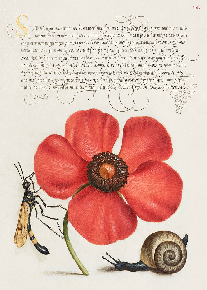 Terrestrial Mollusk, Poppy Anemone, and Crane Fly from Mira Calligraphiae Monumenta or The Model Book of Calligraphy…