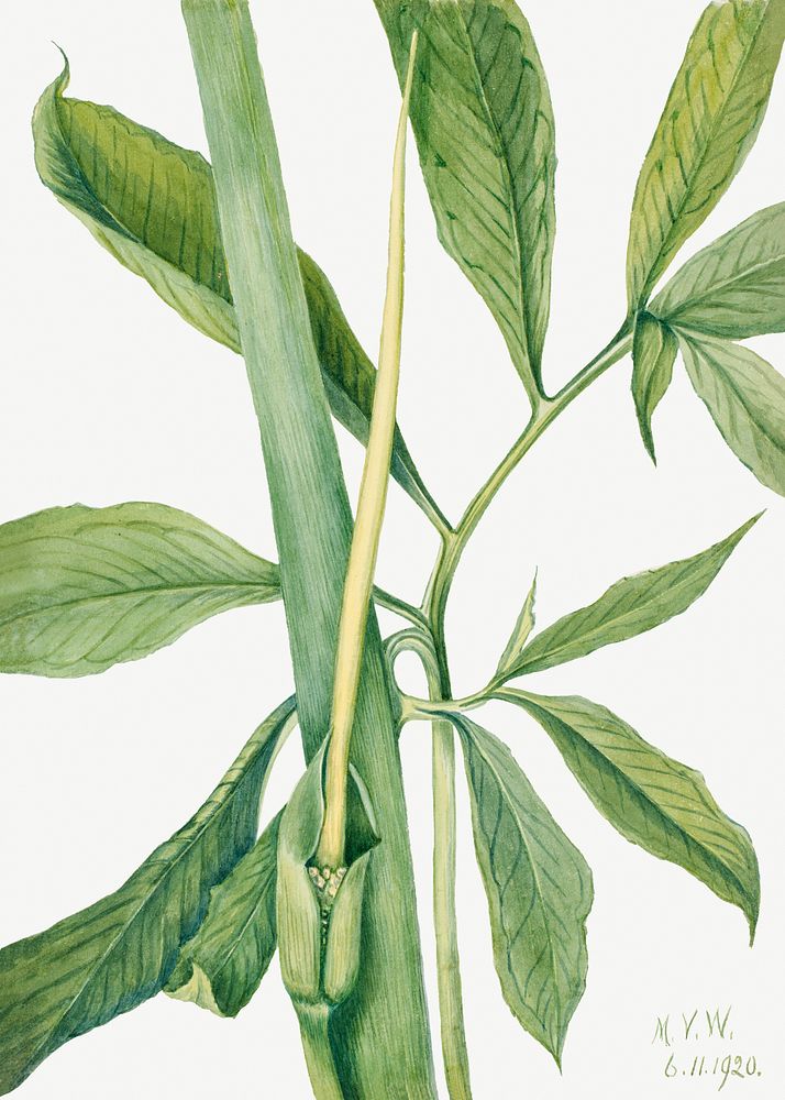 Greendragon (Arisaema dracontium) (1920) by Mary Vaux Walcott. Original from The Smithsonian. Digitally enhanced by rawpixel.